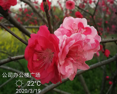 桃花橘紅(三等獎(jiǎng))_副本.jpg